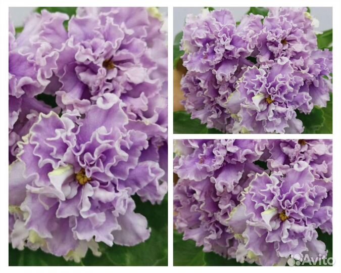 Лф Яблочный зефир