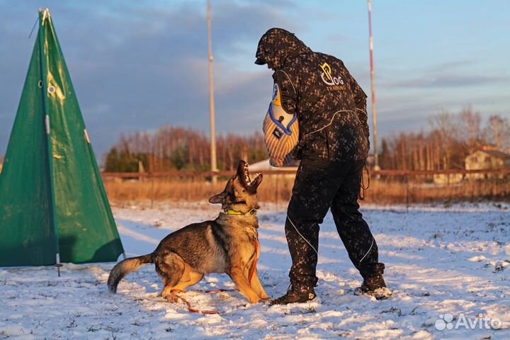 Кобель немецкой овчарки для вязки