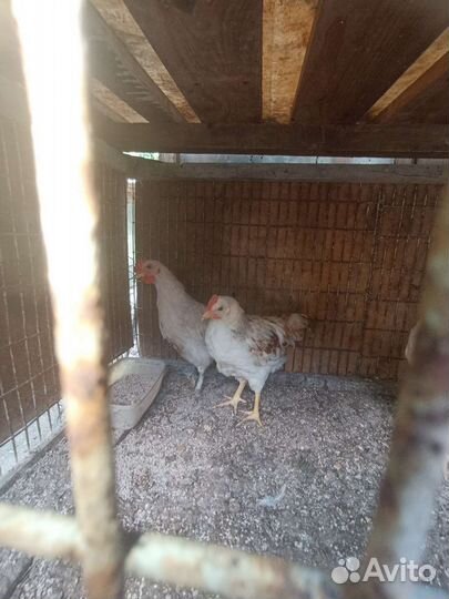 Петушки,курочки,циплята