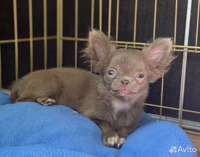 Чихуахуа девочка лиловая