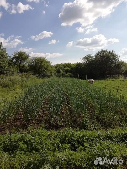 Чесночные стрелки