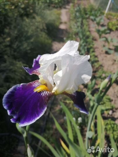 Ирисы бородатые