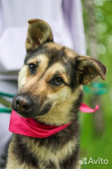 Собаки из приюта