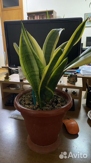 Сансевиерия