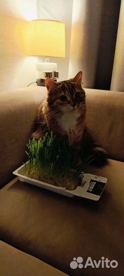 Котята пушистики