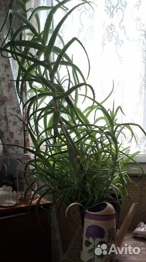 Комнатные цветы алоэ