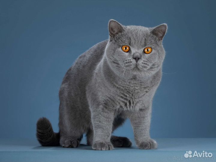 Британские котята