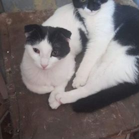 Кошка и кот вихлаушки