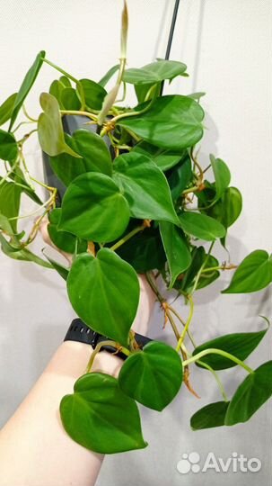 Филодендрон / эпипремнум