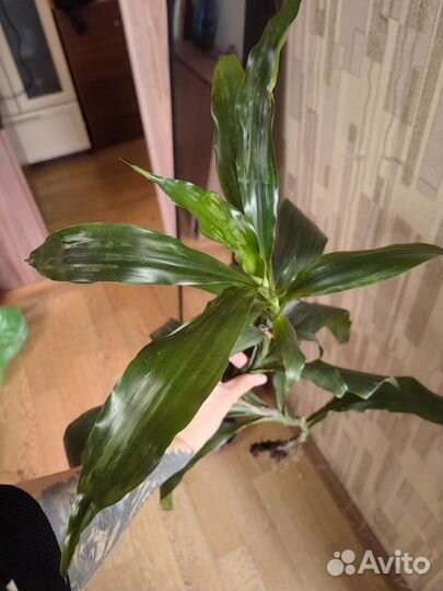 Драцена душистая