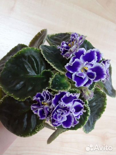 Детки сортовых фиалок