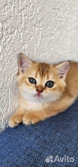 Котёнок (мальчик) британской золотой шиншиллы