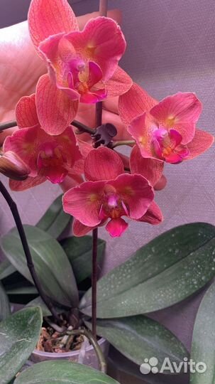 Орхидея Phal. Chialin Rainbow (peloric - 2 eyes)
