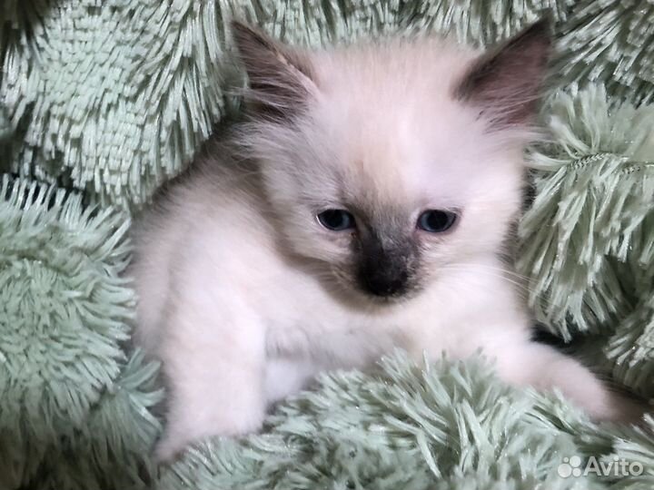 Тайская кошка