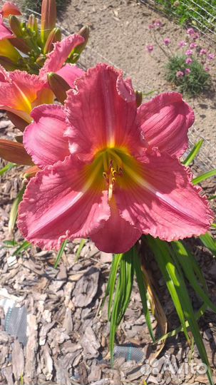 Лилейник, флокс, камнеломка, молодило