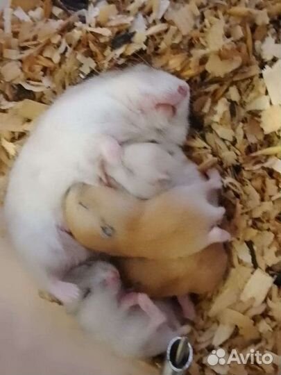 Джунгарский хомяк