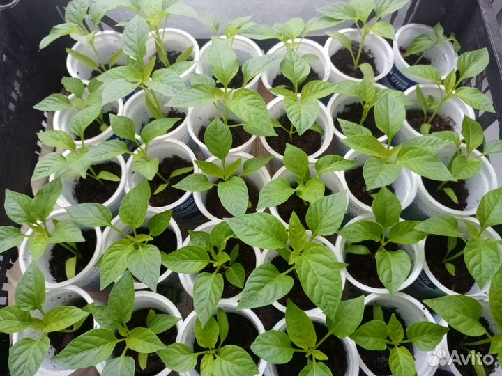 Рассада перца сладкого