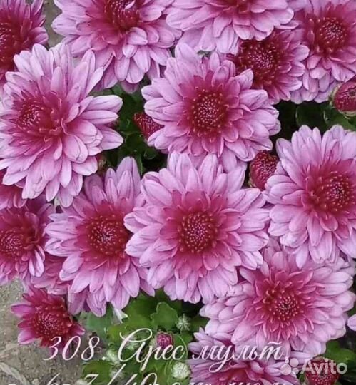 Черенки хризантемы