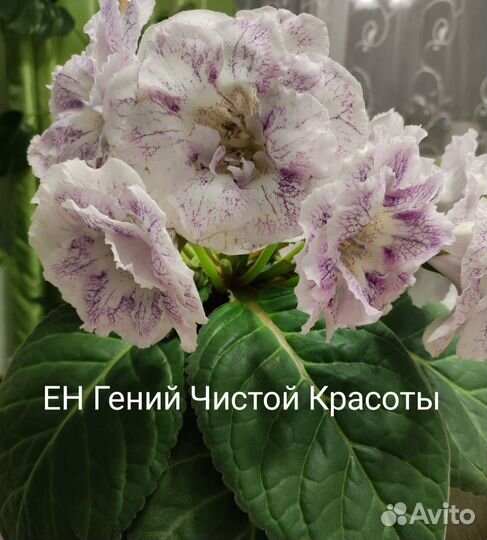Клубни глоксиний