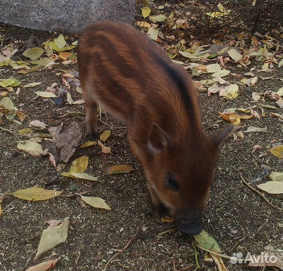 Поросята кармалы