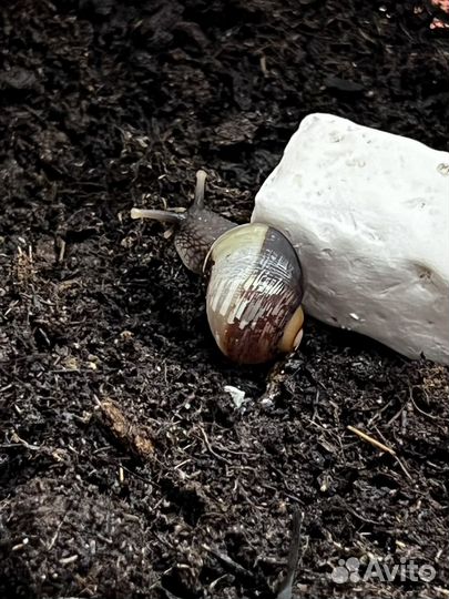 Улитки / Слизни