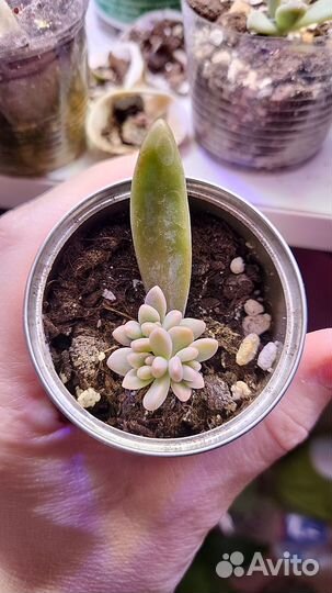 Эпипремнум себублю,седум нусбаумера