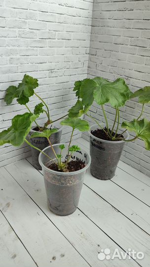 Герань пеларгония сортовая