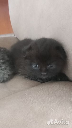 Домашние животные котята