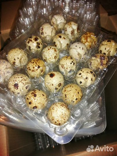 Упаковка для пепепелиных яиц