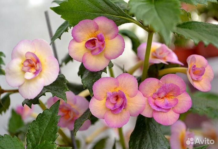 Ахименес tropical dusk