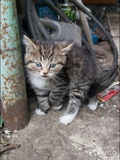 Котята в добрые руки