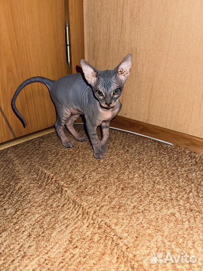 Котята Донской сфинкс
