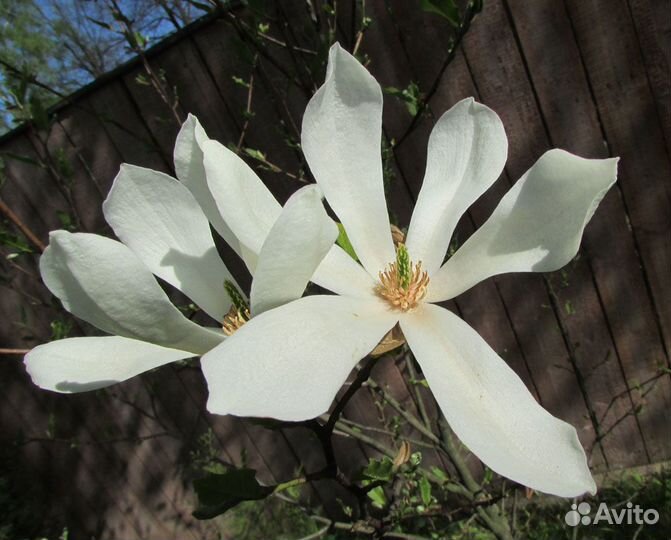 Магнолия Кобус