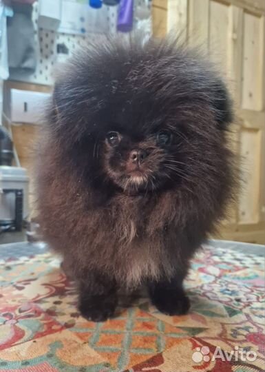 Щенки шпицехин