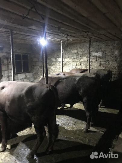 Быки 1,5 года