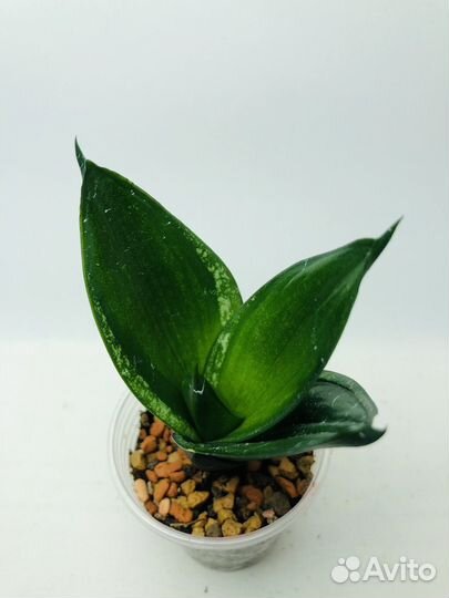 Сансевиерия сортовая