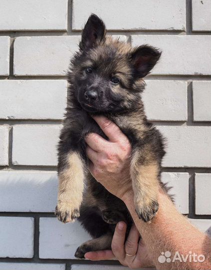 Щенки немецкой овчарки рабочего разведения