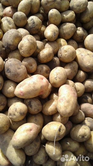 Продам сортовой Картофель