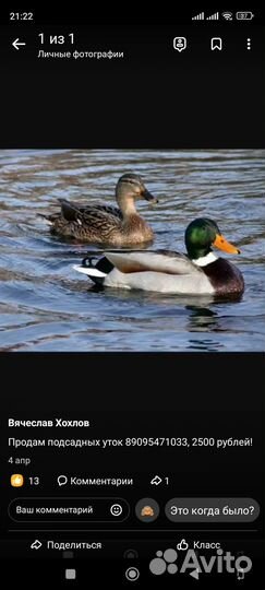 Подсодная утка