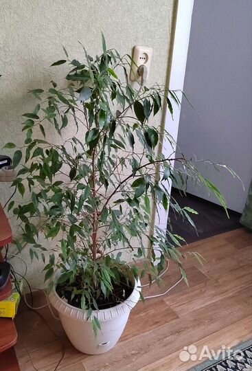 Фикус бенджамина