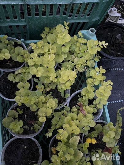 Вербейник монетчатый ауреа