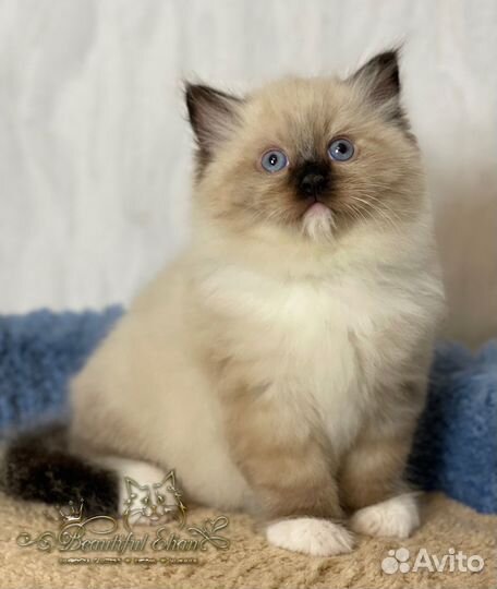 Котенок рэгдолл