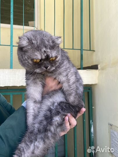 Кошечка а добрые руки