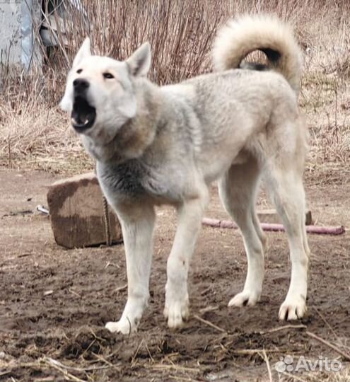 Продаю охотничьих Лаек зсл (западносибирские)