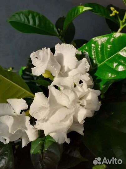 Табернемонтана