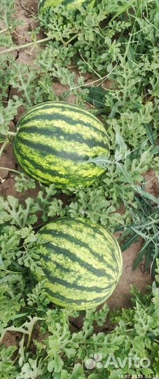 Арбуз Оптом