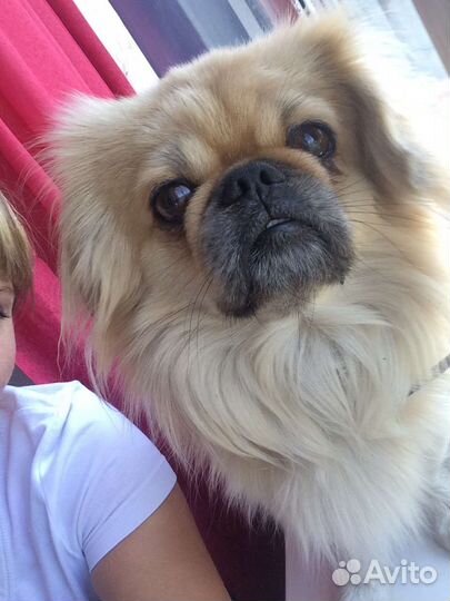 Щенки пекинеса