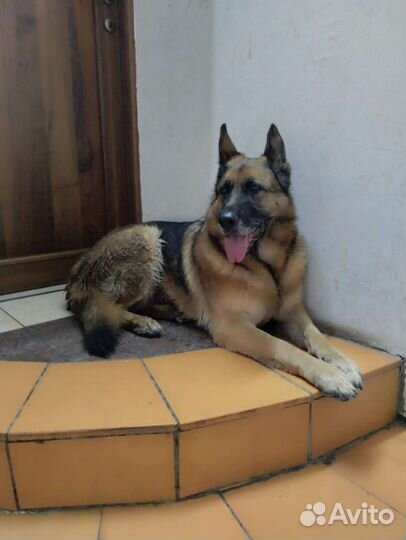 Немецкая овчарка