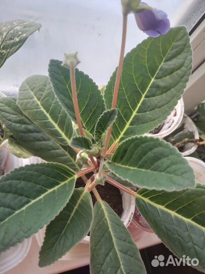 Глоксиния тидея