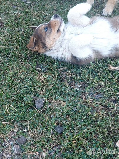 Щенок в добрые руки бесплатно